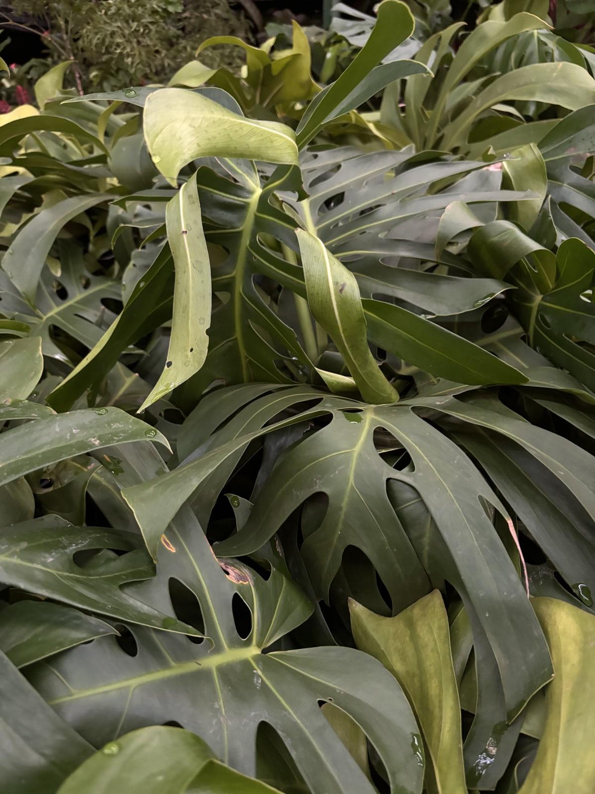 Monstera de folhas recortadas