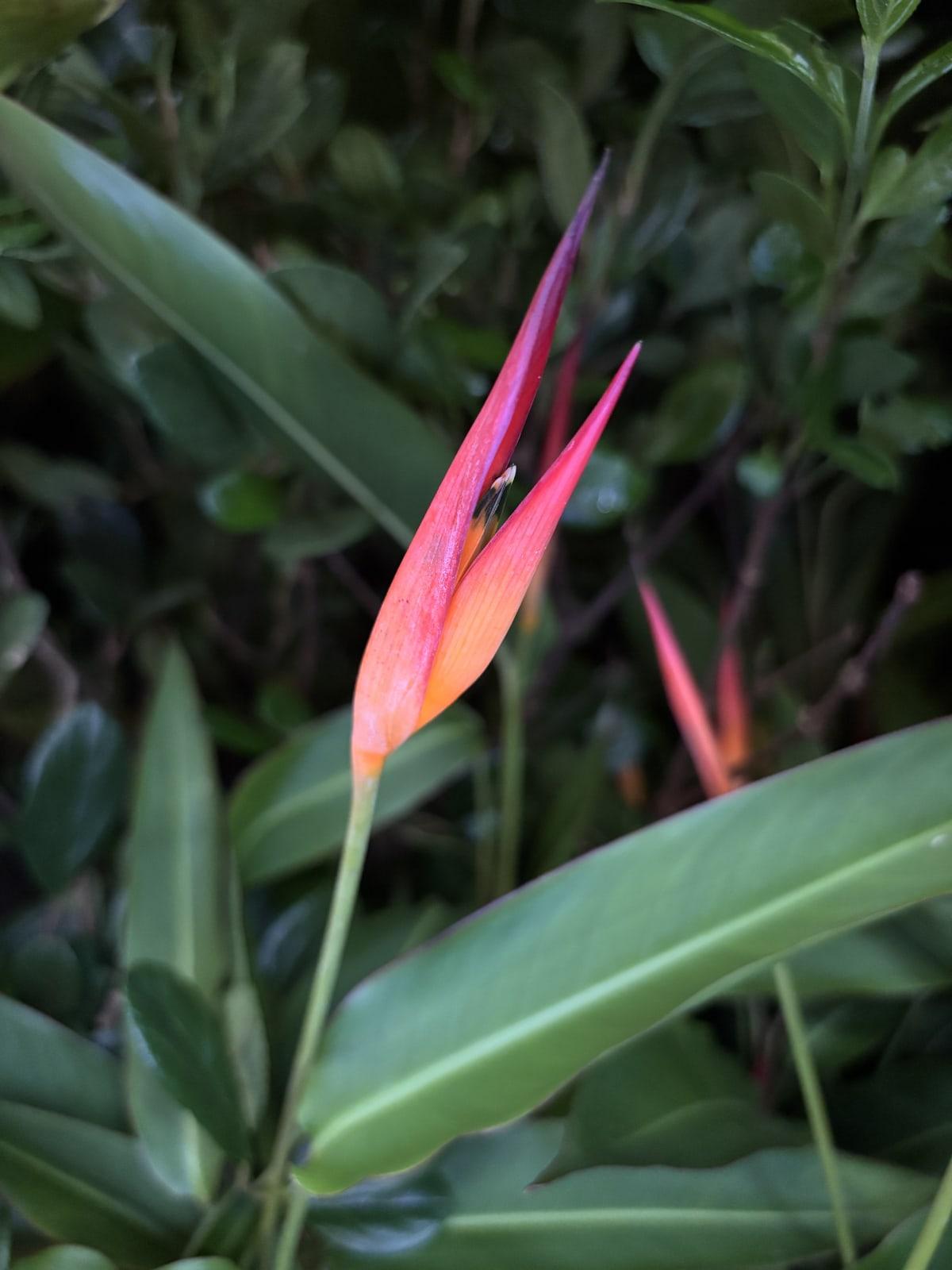 Flor de helicônia laranja e rosa