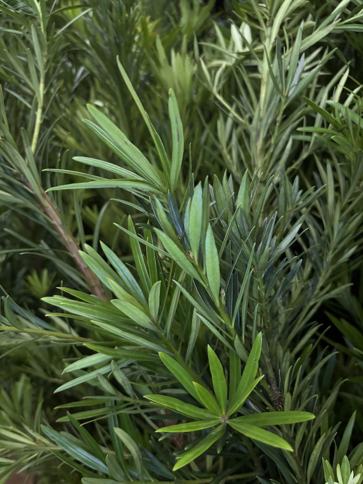 Podocarpus de folhas finas